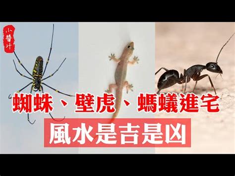 家裡 蜘蛛 風水|【蜘蛛風水】揭秘蜘蛛風水：家裡出現蜘蛛預示什麼？8大喜事讓。